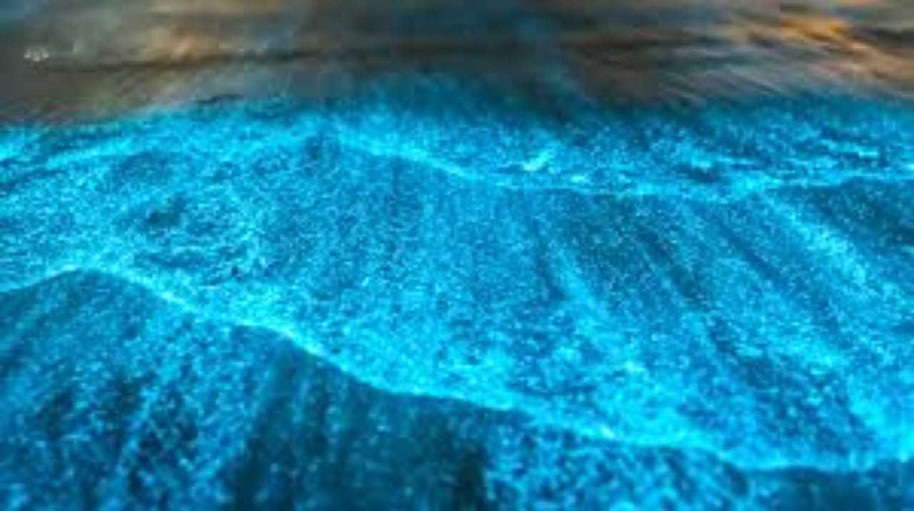 Grand Cayman: Private Bootstour in der Bioluminescence Bay