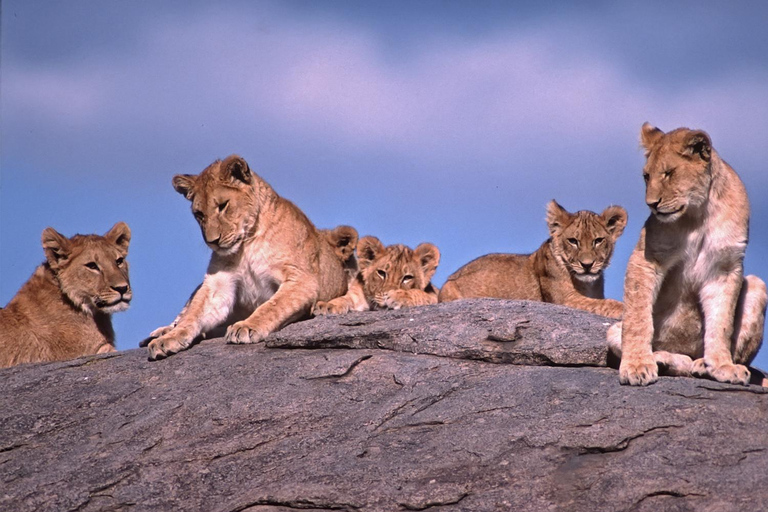 Serengeti: 6 Day Annual Wildebeest Migration Tour & Hotel 6 Days Annual Wildebeest Migration