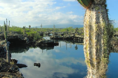 Galapagos Isalnds: Los Tuneles full day snorkelling trip