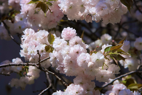 Tokyo: Cherry Blossom River Cruise on Private Boat (Private Boat) 75min Cruise from Tennōzu Pier