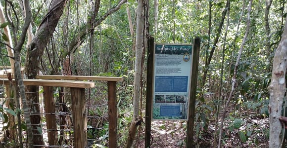 Guided Primeval Nature Walk Tour