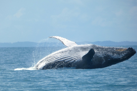 Hervey Bay : L&#039;expérience ultime d&#039;observation des baleines