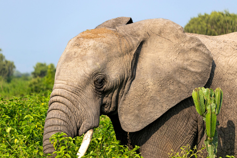 Uganda: 8-Day Wildlife Safari With Chimps & Gorilla Tracking