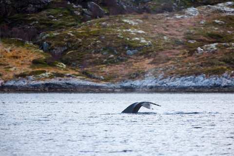 Tromsø: Responsible Whale Watching Cruise Aboard MS Alba