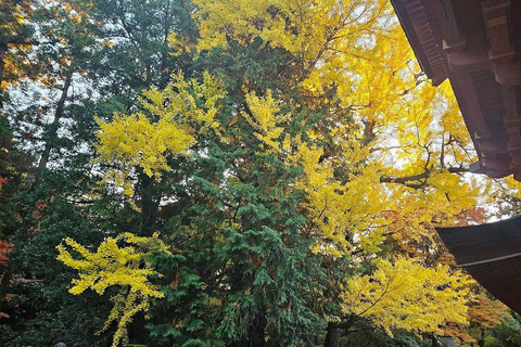 Nara Gardens and Temples Private Guided Tour with Transport