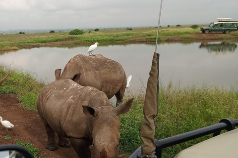 Promenade guidée d&#039;une demi-journée dans le parc national de NairobiSafari privé guidé