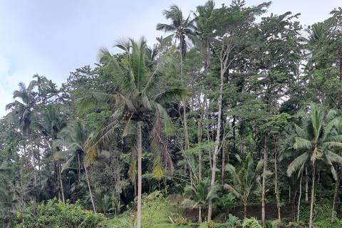 Tanah lot, tempio del lago Beratan, terrazza di riso di JatiluwihTour di Bedugul