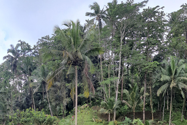 Tanah lot, tempio del lago Beratan, terrazza di riso di JatiluwihTour di Bedugul