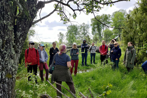 From Stockholm: Enköping, Petroglyphs and Viking 8h Day Tour Private tour - multiple languages possible