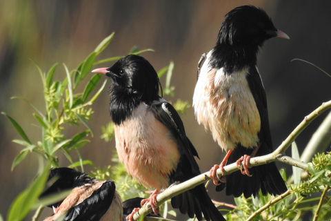 From Yerevan: Armenia 3-Day Bird Watching & Hiking Adventure