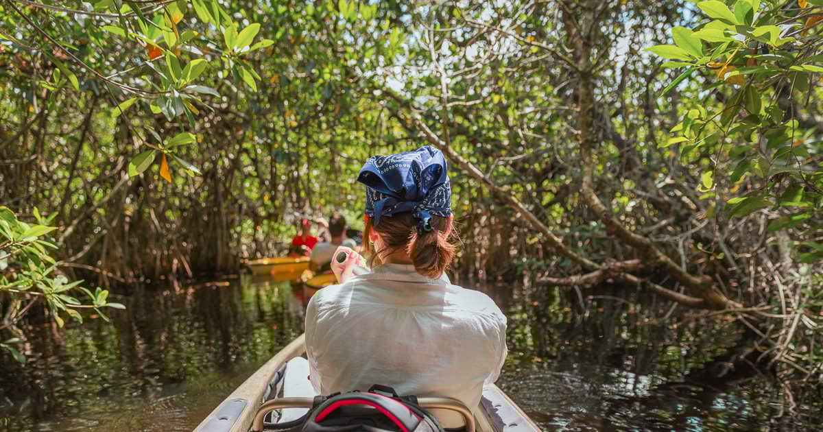 Parc national des Everglades écotour en kayak et mangrove GetYourGuide