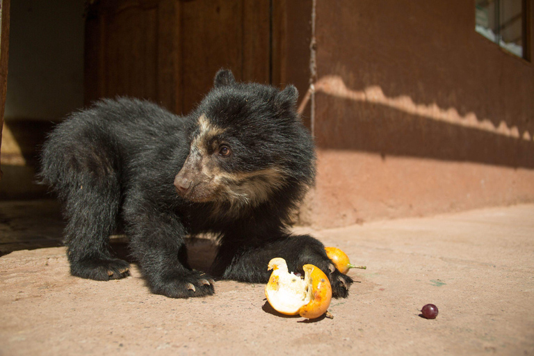 Visite du sanctuaire animalier de Cochahuasi avec un animal sauvé