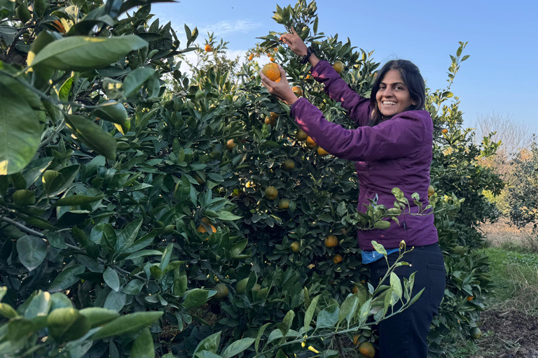 Longevity Secrets of Azerbaijan: Lankaran & Astara tour Private tour