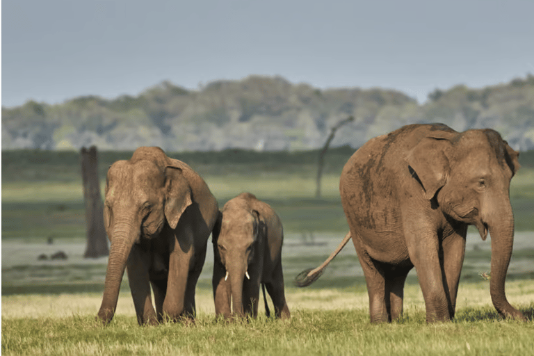 Polonnaruwa Cycling: Paddy-Field Lunch with Eco Park Safari All-Inclusive Package