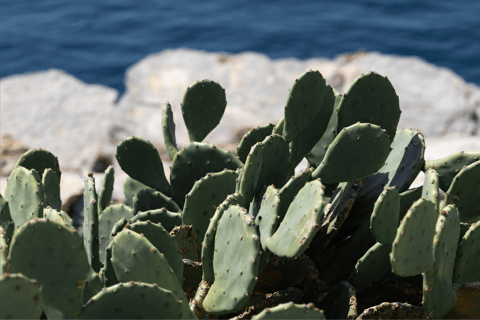 Budva: Kayak & Hike Experience on Sveti Nikola Island