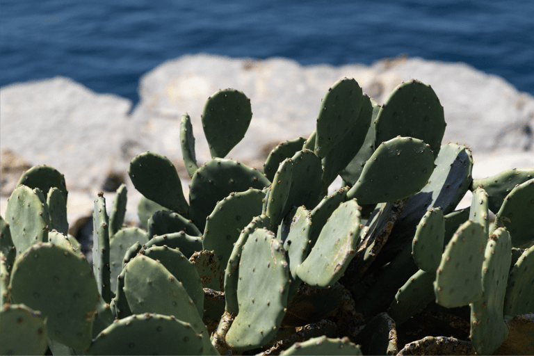 Budva: Kayak & Hike Experience on Sveti Nikola Island