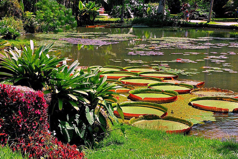 Visite guidée du jardin botanique et du parc Lage au cœur de Rio