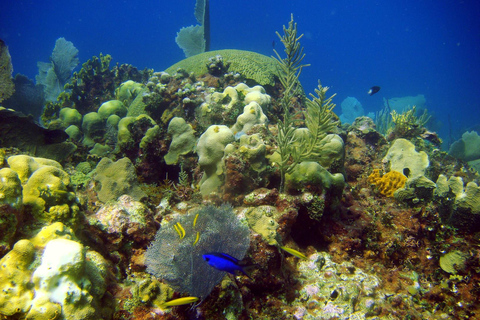 Saona Island by semi-submarine and snorkeling from Bavaro / Punta Cana.