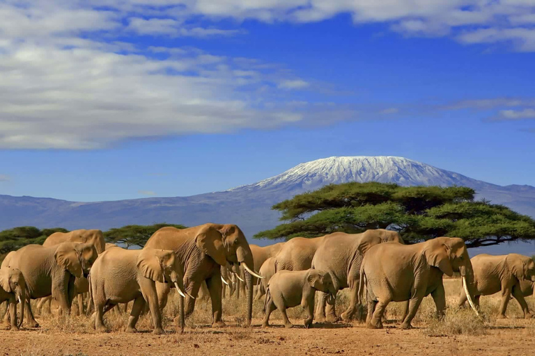 Kenya Wilderness Trail: Amboseli, Tsavo & Mombasa Safari