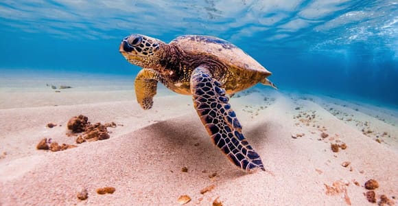 Marsa Alam: Snorkelling with Sea Turtles Marsa Mubarak