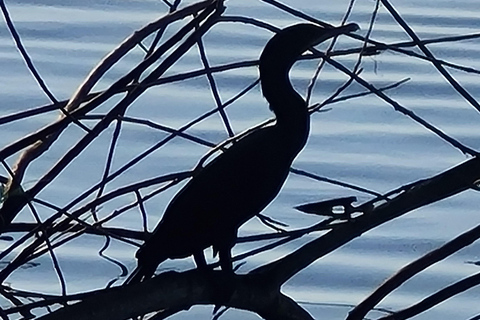 Get to know the beauty of the Salamanca Island's Lathe Swamp