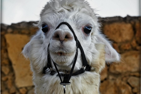 Gozo: Paseos en alpaca y visita a la granja