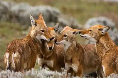 8 Days Harar, bale mountain and Awash safari tour.