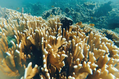 Viagem de 1 dia para mergulho com snorkel em Gili Layar/Gili Gede e Gili Rengit