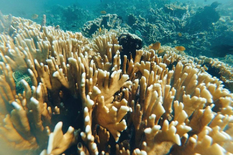 Excursion d&#039;une journée avec plongée en apnée Gili Layar/Gili Gede&amp;Gili Rengit