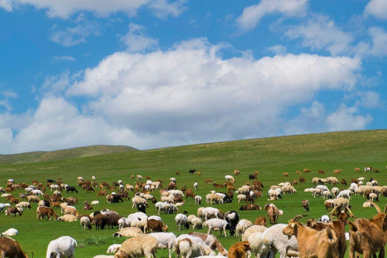 Ulaanbaatar: Guided City Tour with Private Transport