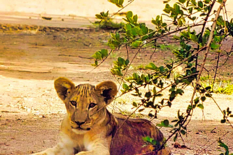 Cataratas Victoria: Safari por el Parque Nacional Zambeze