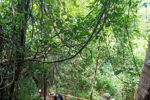 Chiang Mai : Parc national de Doi Inthanon et sanctuaire des éléphants