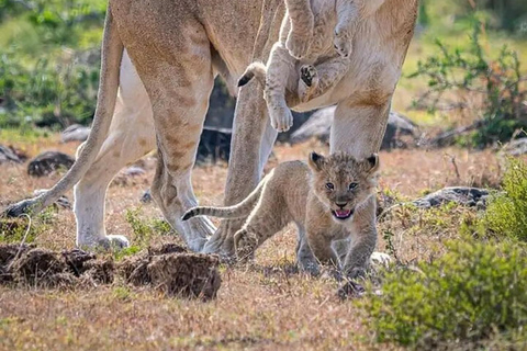 Nairobi National Park Scenic Wildlife-Packed Half-Day safari