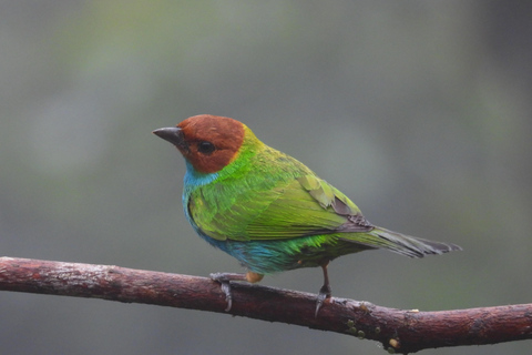 Private Hummingbird and Toucan Sanctuaries Tour in Mindo