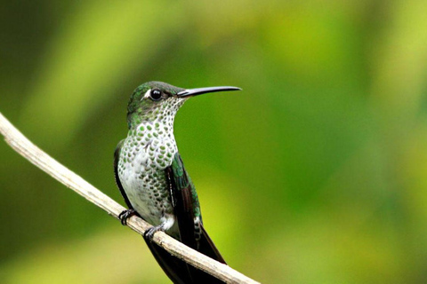 Manu: 7-Day Amazon Wildlife Tour with Jungle Lodges