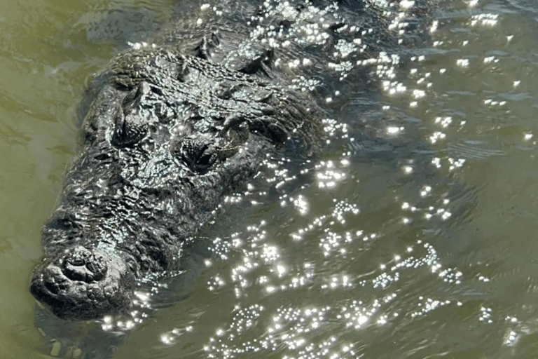 Riviera Maya: Rio Lagartos & Las Coloradas Day Trip w/Lunch From Riviera: Rio Lagartos & Las Coloradas Day Trip & Lunch