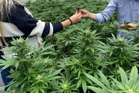 Private Medellín Cannabis Culture Tour with Lunch & Tasting