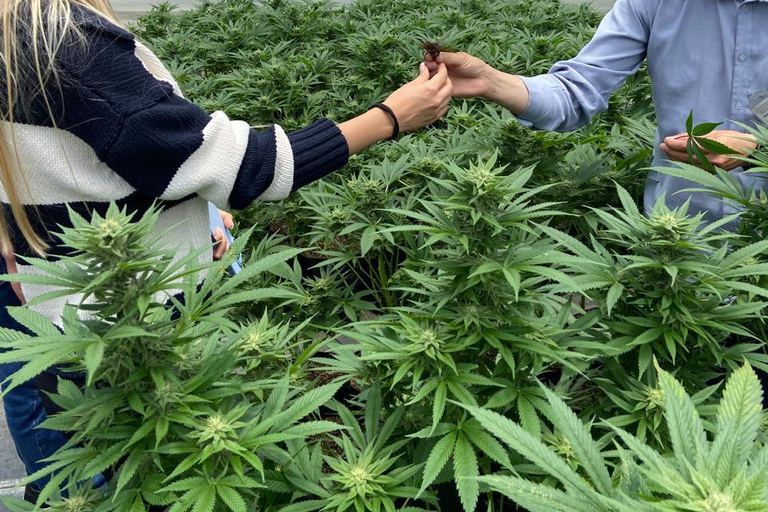 Private Medellín Cannabis Culture Tour with Lunch & Tasting
