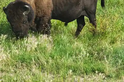 Yellowknife: passeio pela estrada Bison Highway