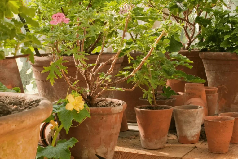 Lake District: World of Beatrix Potter Entry Ticket