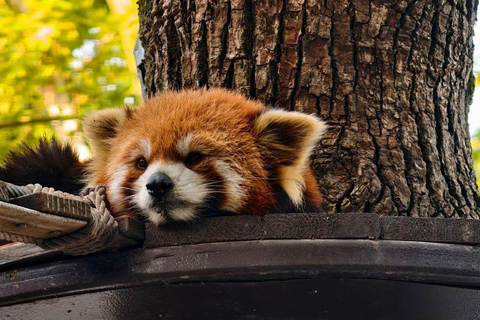 Shanghai Wild Animal Park: Safari Adventure Entry Pass Shanghai Wild Animal Park Full-Day Ticket