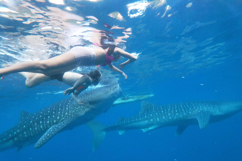 Cebu: Oslob Whale Shark Experience & Kawasan Canyoneering