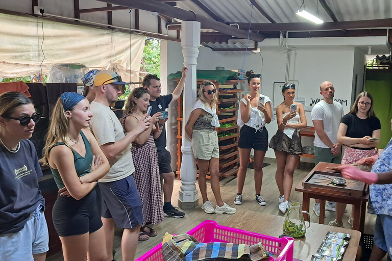 Ella: Organic Tea Plantation Tour with Tea Making & Tasting