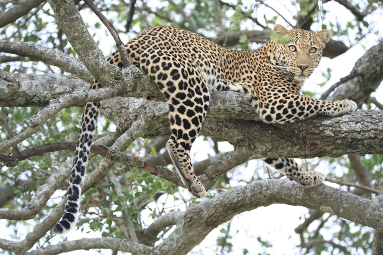 4-Days Group Safari Tour Tarangire, Serengeti & Ngorongoro 4-Days Group Safari Tarangire, Serengeti & Ngorongoro