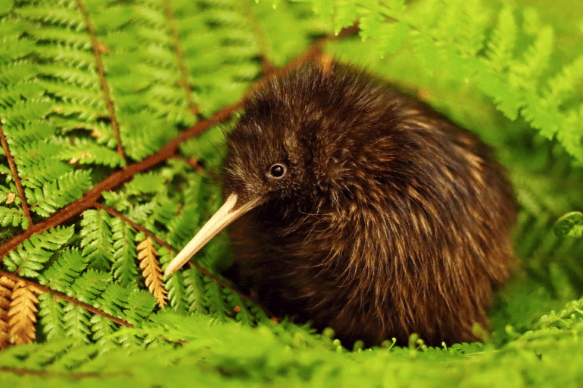 Kiwi-Vogel, Heritage Museum & Wasserfall-Tour – Beliebte Tour