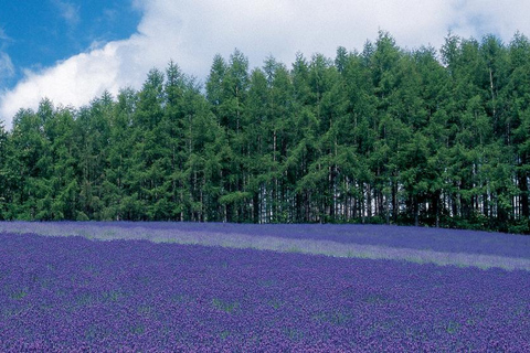 Sapporo Day Tour: Biei Blue Pond & Lavender Farm with Lunch 7:30 Pickup Point + Flower Sea Ticket (with Buffet + Melon)