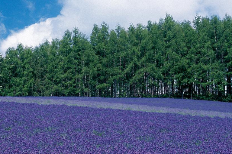 Sapporo Day Tour: Biei Blue Pond & Lavender Farm with Lunch 7:30 Pickup Point + Flower Sea Ticket (with Buffet + Melon)