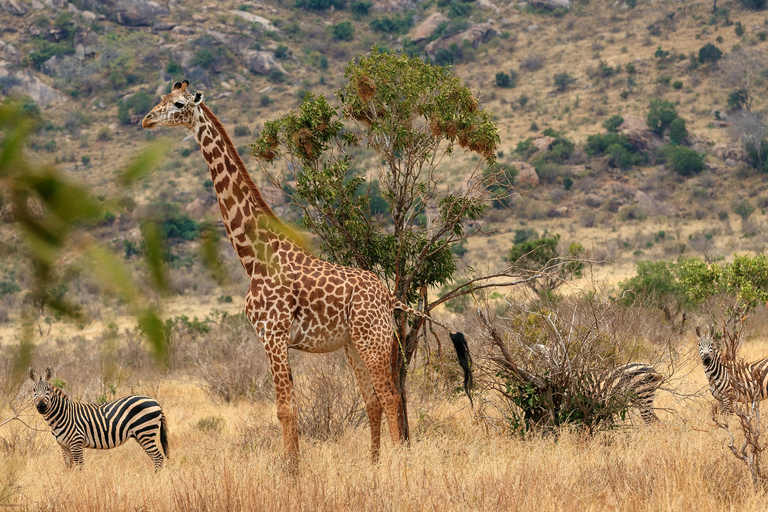 4-dniowy Nairobi-Amboseli-Tsavo East-Mombasa, Diani/Watamu