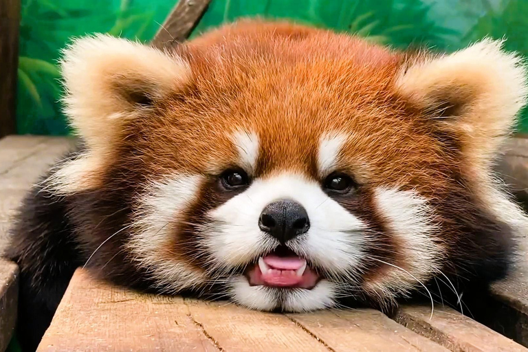 Macau: Private Tour with Red Panda and Fun Vegetarian Lunch