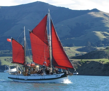 Akaroa: Rejs żaglówką z delfinami i pingwinami